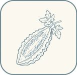 bittermelon bittermelon